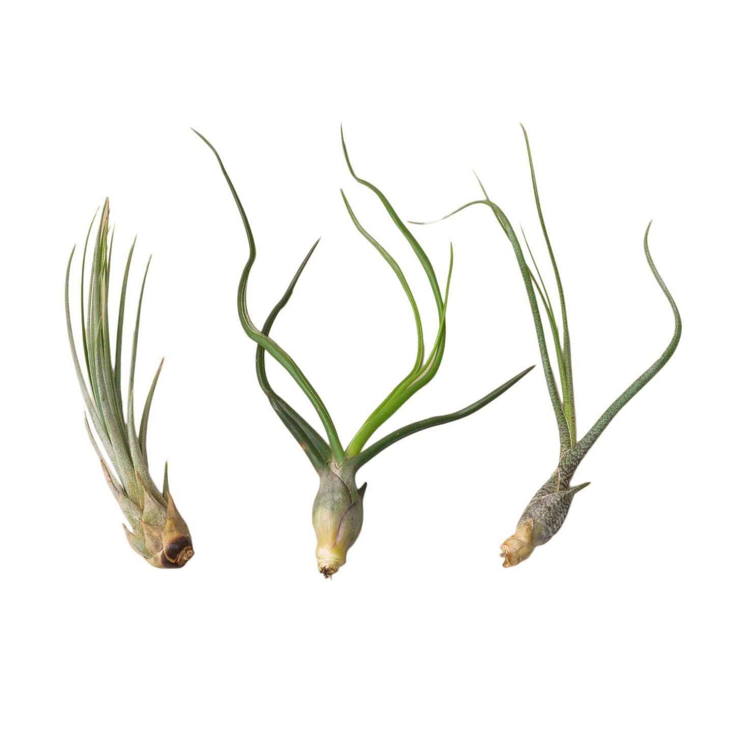 3 Piece Large Tillandsia Air Plant Variety Pack