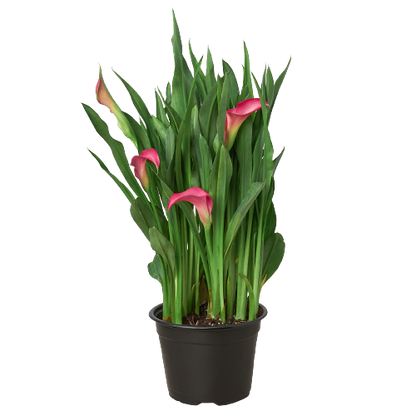 Calla Lily