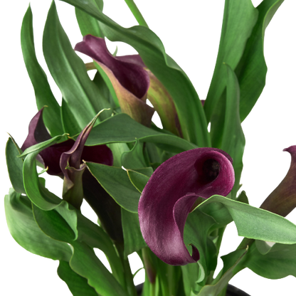 Calla Lily