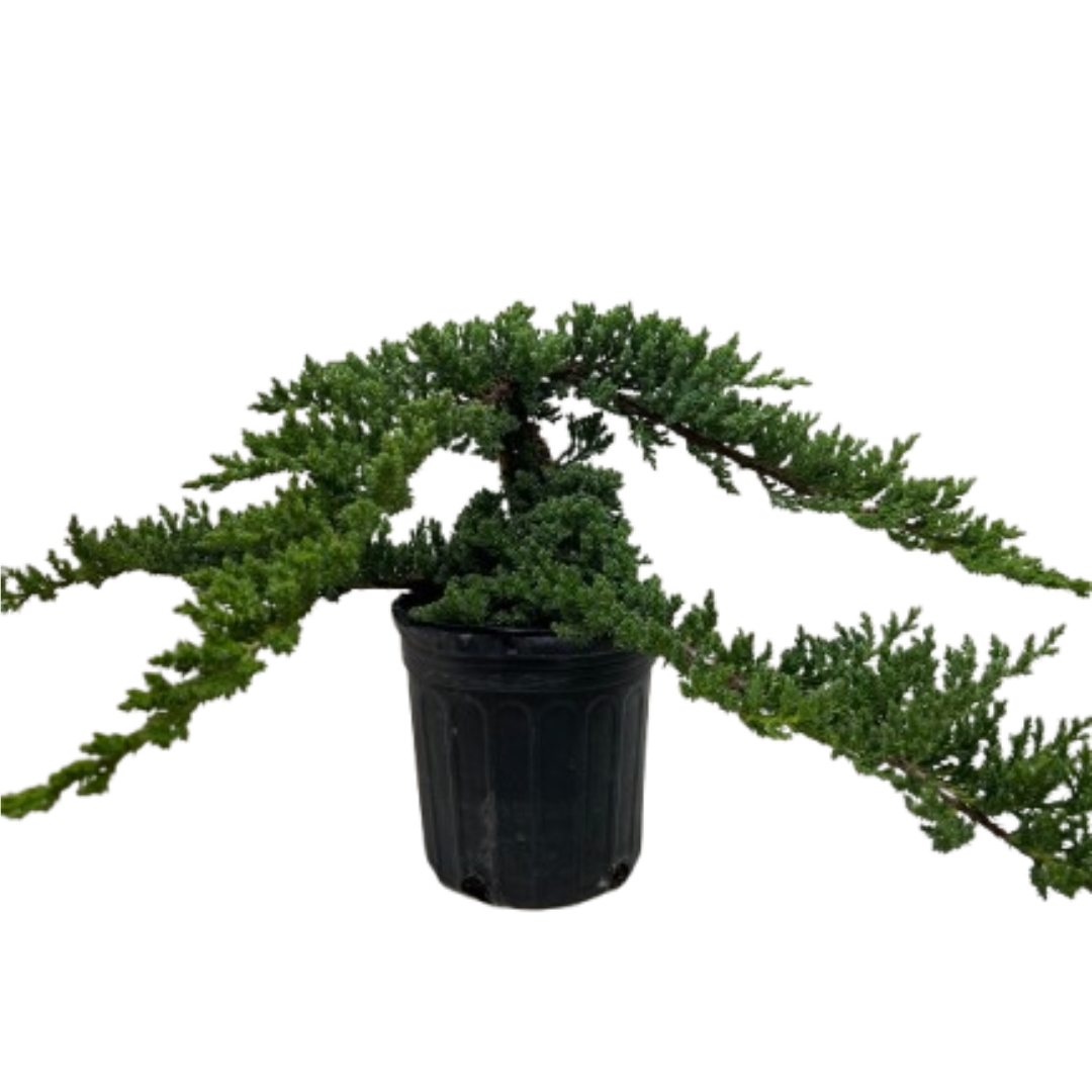 Bonsai Juniper