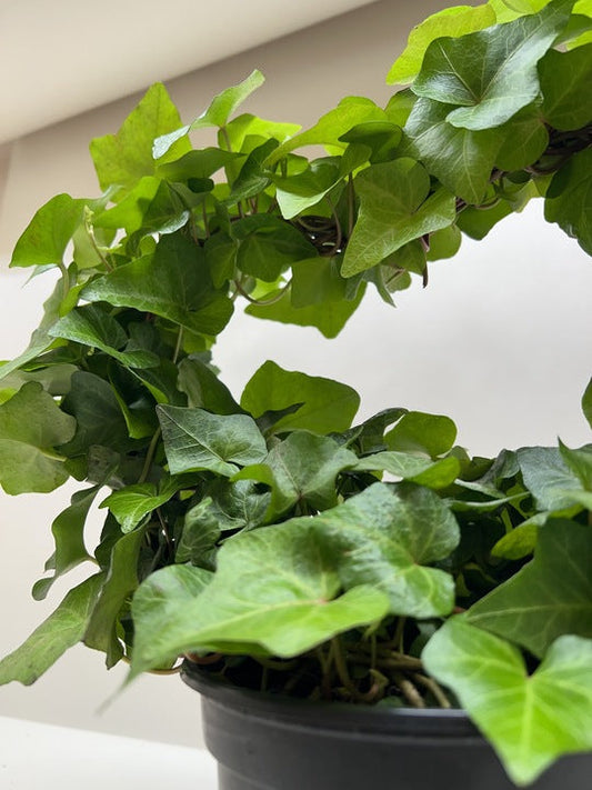 Refresh - Low Light Plant Bundle