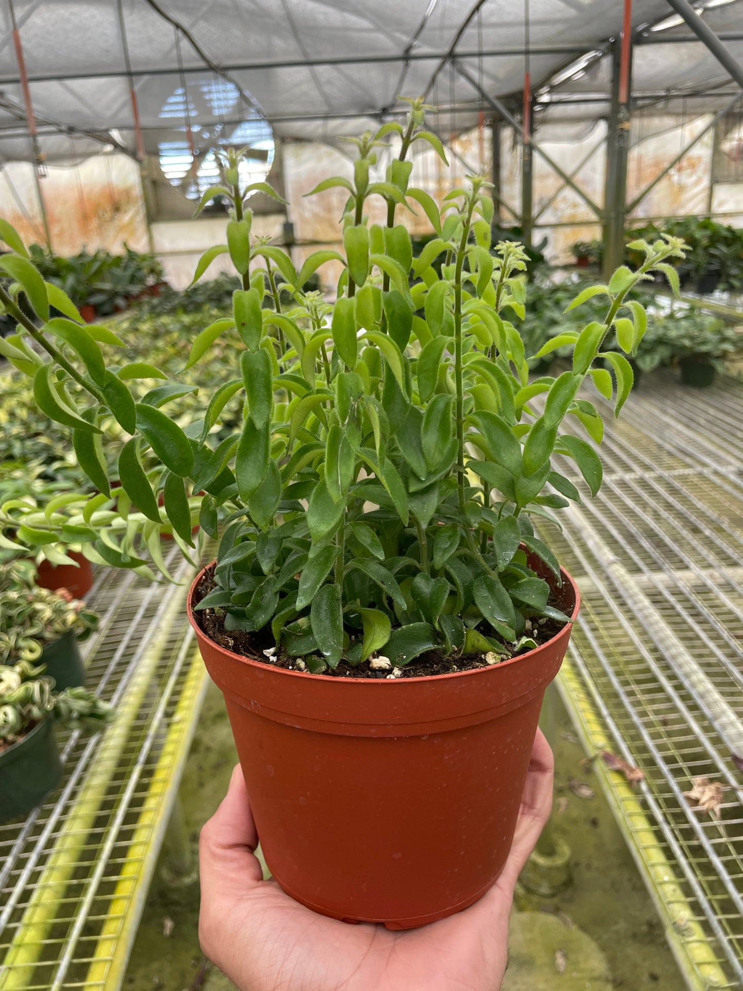 Lipstick Plant - Curly