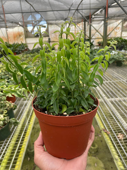 Lipstick Plant - Curly