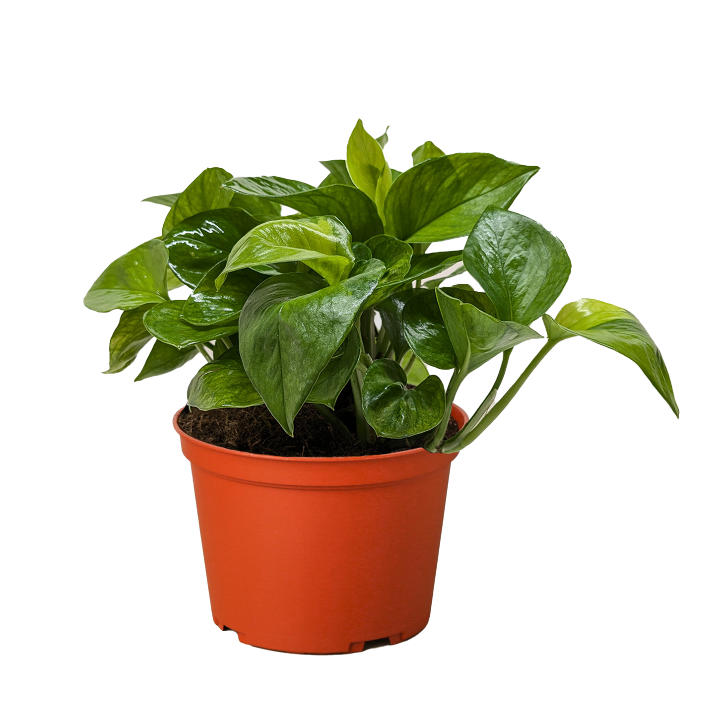 Refresh - Low Light Plant Bundle