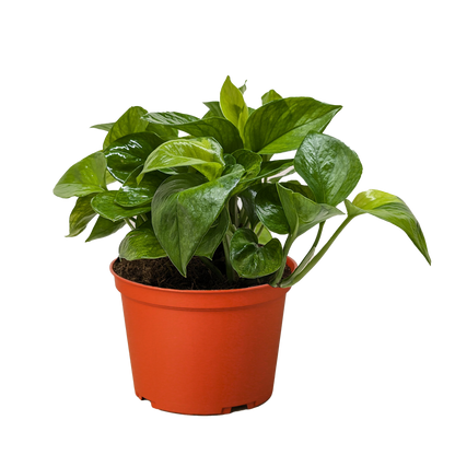 Refresh - Low Light Plant Bundle