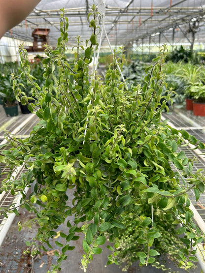 Lipstick Plant - Curly
