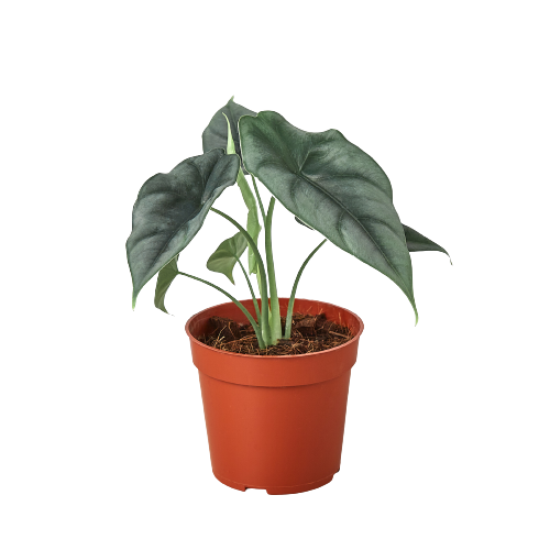 Alocasia Amazonica 'Reversa' HouseplantExperience.com