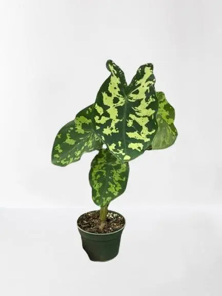 Alocasia Hilo Beauty HouseplantExperience.com