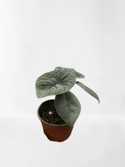 Alocasia Melo HouseplantExperience.com