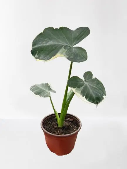 Alocasia Mickey Mouse HouseplantExperience.com