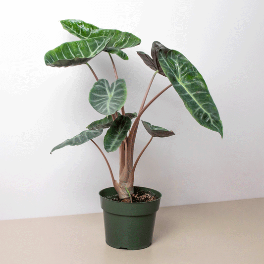 Alocasia Pink Dragon HouseplantExperience.com