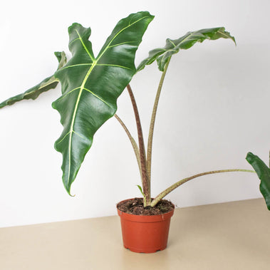 Alocasia Sarian HouseplantExperience.com