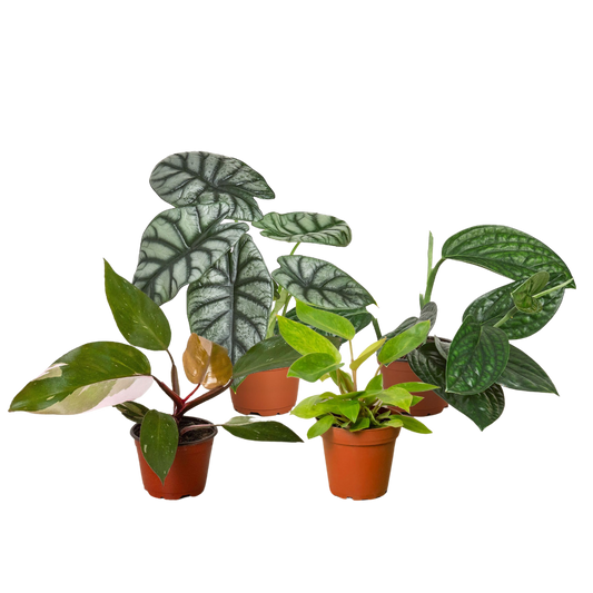 Speciality Rare House Plant Bundle