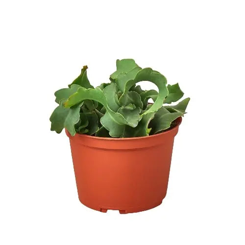 Cactus Curly Sue HouseplantExperience.com