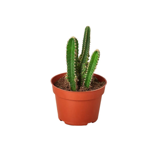 Cactus Fairy Castle HouseplantExperience.com
