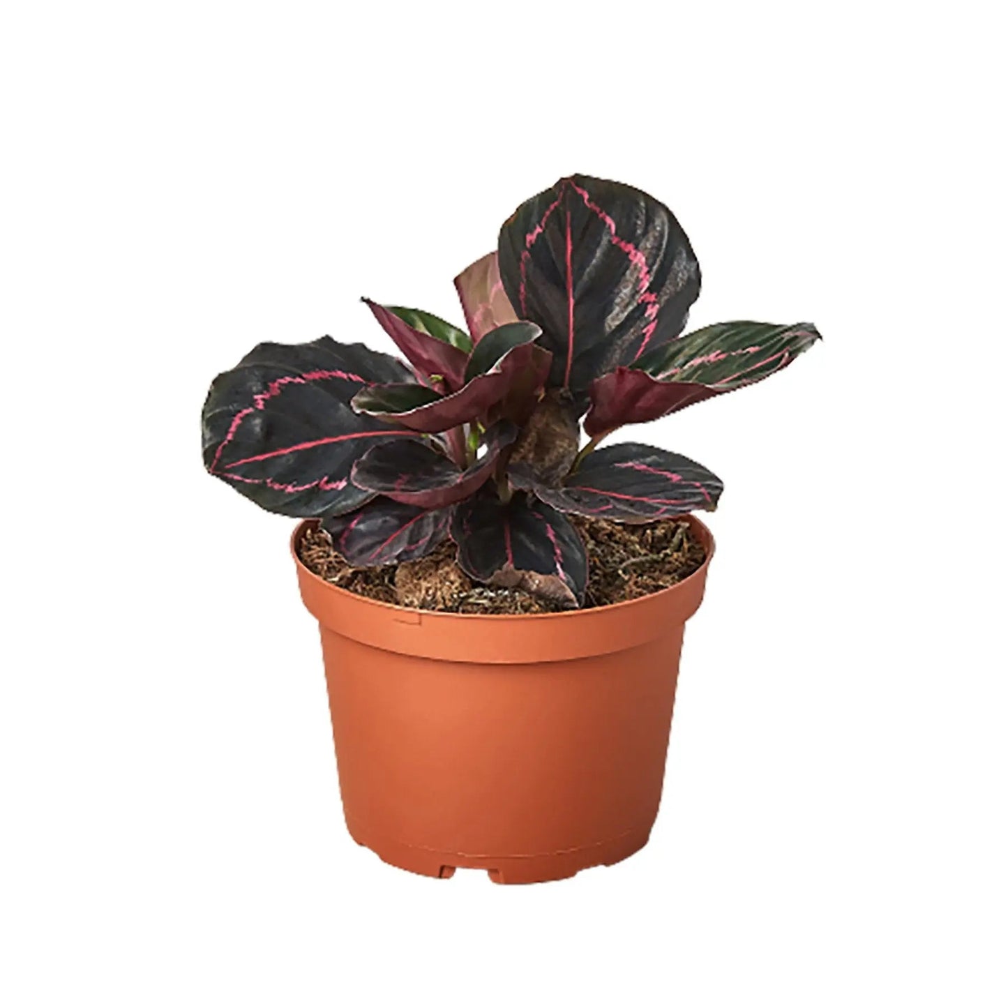 Calathea Dottie