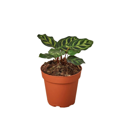 Calathea 'Makoyana' HouseplantExperience.com