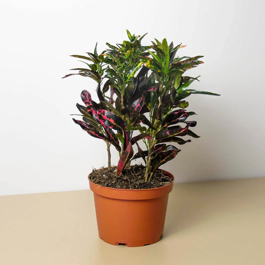 Croton Freckles HouseplantExperience.com