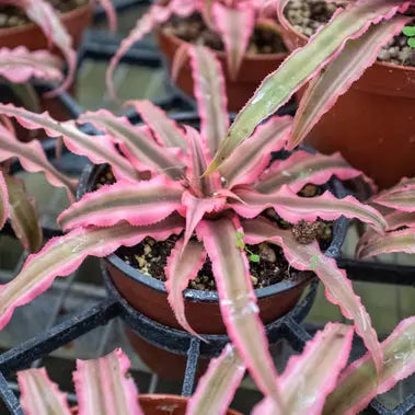 Cryptanthus 'Pink Star' HouseplantExperience.com