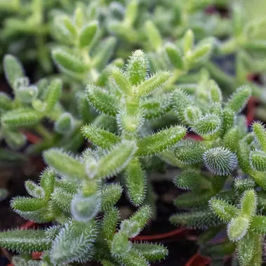 Delosperma echinatum Pickle Plant HouseplantExperience.com