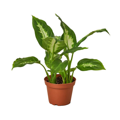 Dieffenbachia Camille HouseplantExperience.com