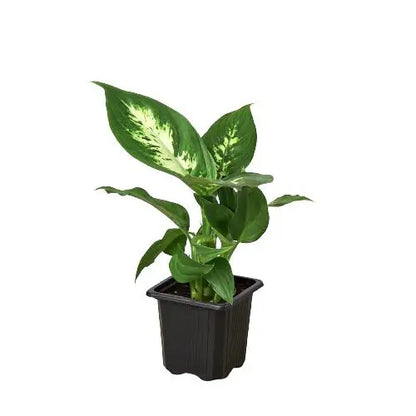 Dieffenbachia Camille HouseplantExperience.com