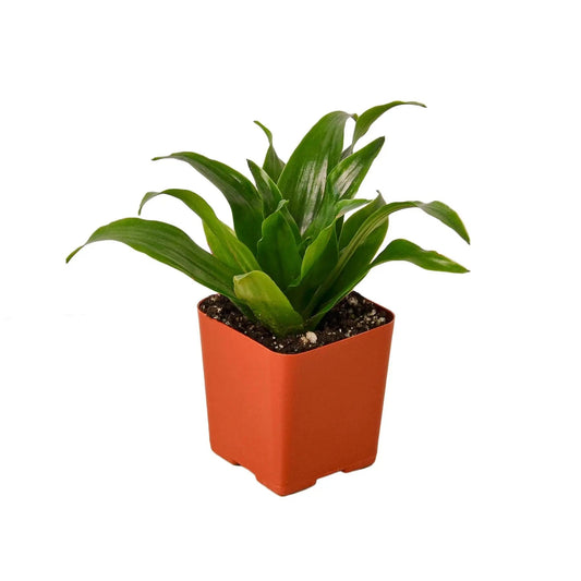 Dracaena Janet Craig Dracaena Janet Craig HouseplantExperience.com
