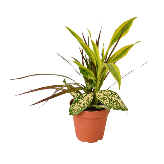 Dracaena Combo  (3-Plants) HouseplantExperience.com