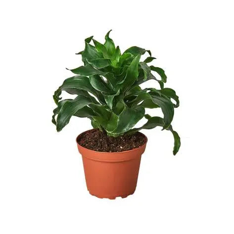Dracaena Dragon Tree Twister HouseplantExperience.com