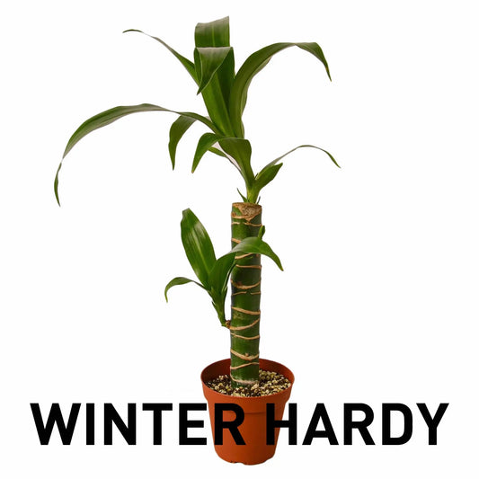 Dracaena Elegance HouseplantExperience.com