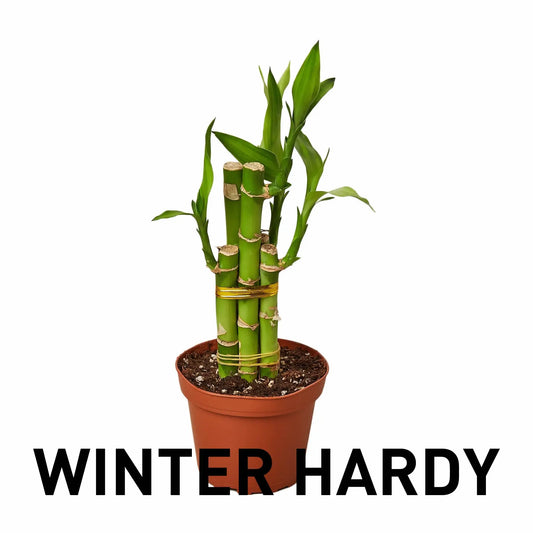 Dracaena Lucky Bamboo HouseplantExperience.com