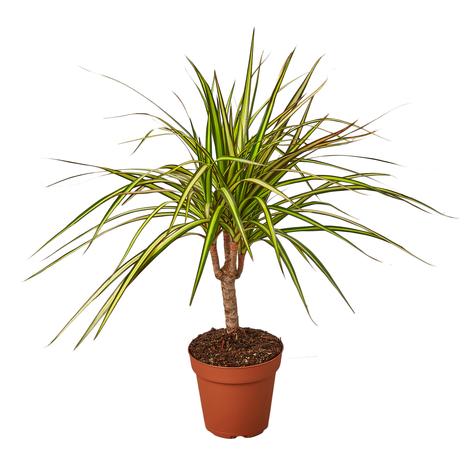Dracaena Marginata Sunray HouseplantExperience.com
