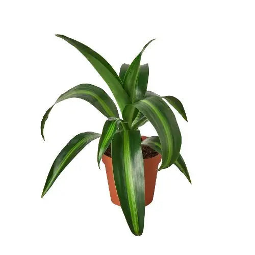 Dracaena Massangeana HouseplantExperience.com