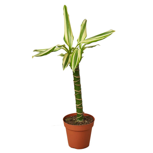 Dracaena Sted Sol Cane HouseplantExperience.com