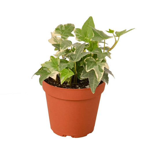 English Ivy Glacier English Ivy Glacier HouseplantExperience.com