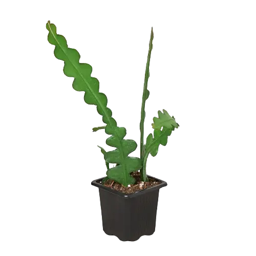 Epiphyllum Ric Rac Cactus