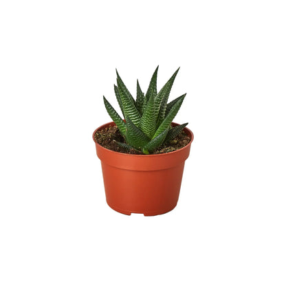 Fairy Washboard Haworthia HouseplantExperience.com