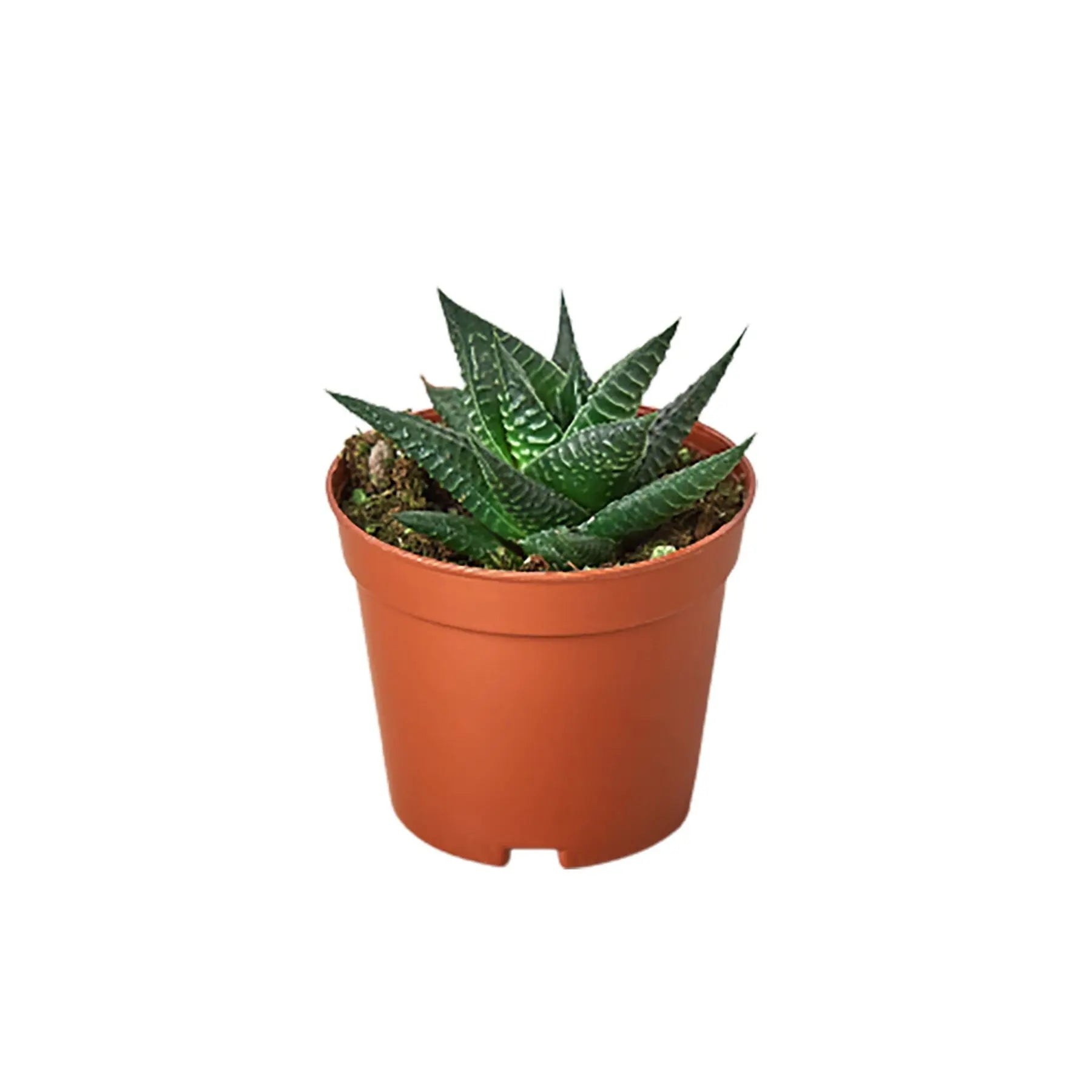 Fairy Washboard Haworthia HouseplantExperience.com