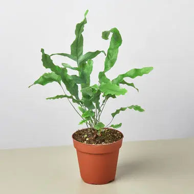 Fern Blue Star HouseplantExperience.com