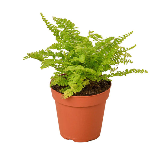 Fern Cotton Candy HouseplantExperience.com