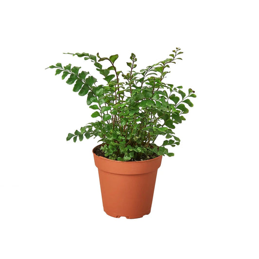 Fern Mahogany HouseplantExperience.com