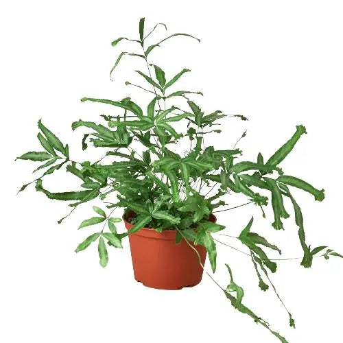Fern Pteris Cretica Mayi HouseplantExperience.com