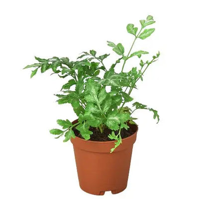 Fern Silver Lace HouseplantExperience.com