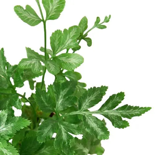 Fern Silver Lace HouseplantExperience.com