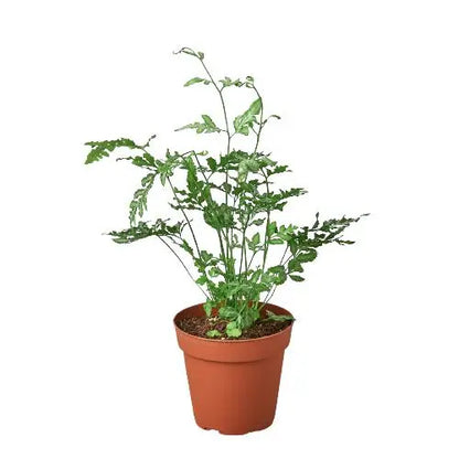 Fern Silver Lace HouseplantExperience.com