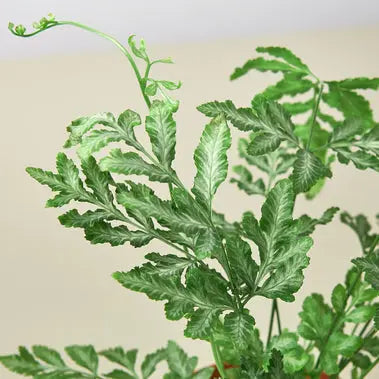Fern Silver Lace HouseplantExperience.com
