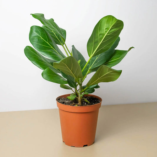 Ficus Audrey HouseplantExperience.com