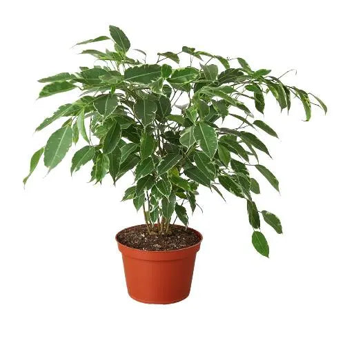 Ficus Breeze HouseplantExperience.com