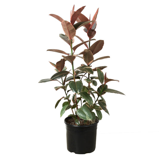 Ficus Elastica Ruby Pink - 10" Pot HouseplantExperience.com