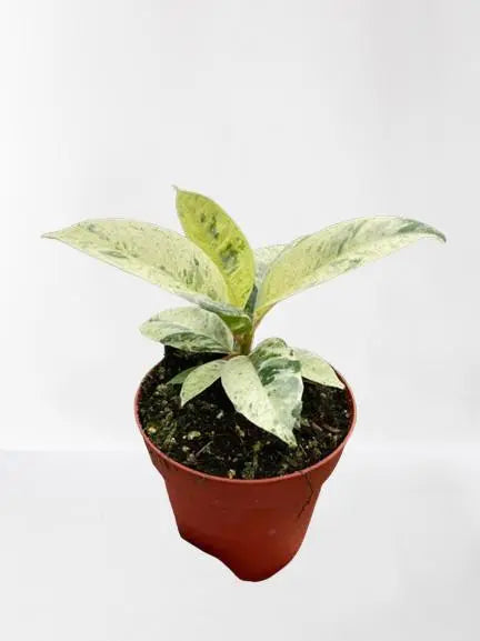 Ficus Shivereana  (Moonshine) HouseplantExperience.com